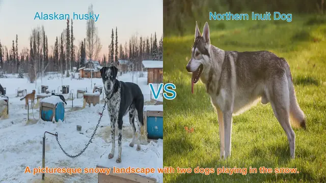 Video thumbnail for Alaskan Husky vs. Northern Inuit Dog: A Comprehensive Comparison