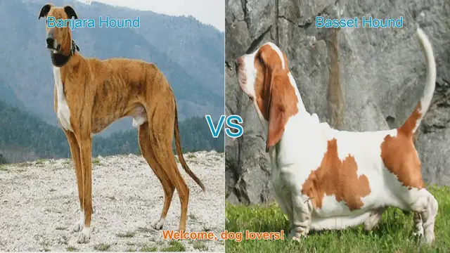 Video thumbnail for Banjara Hound vs. Basset Hound: A Comparison of Two Unique Dog Breeds