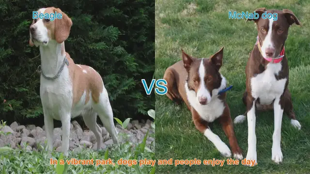 Video thumbnail for Beagle vs. McNab Dog: A Comparison of Two Remarkable Breeds