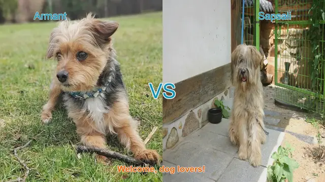 Video thumbnail for Armant vs. Sapsali: A Comparison of Two Unique Dog Breeds