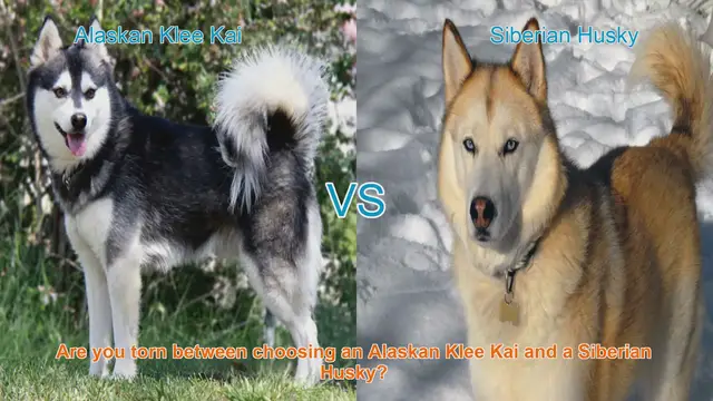 Video thumbnail for Alaskan Klee Kai VS Siberian Husky