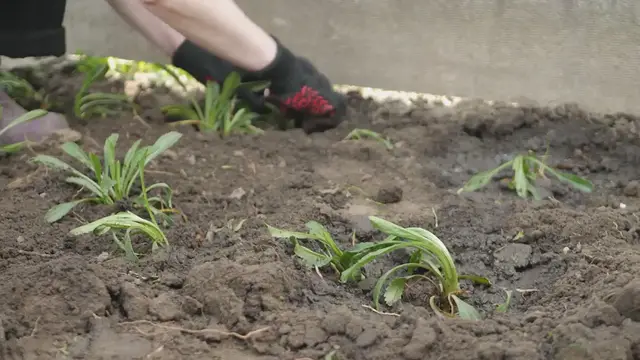 Video thumbnail for Historical Botanical Gardens Around The World