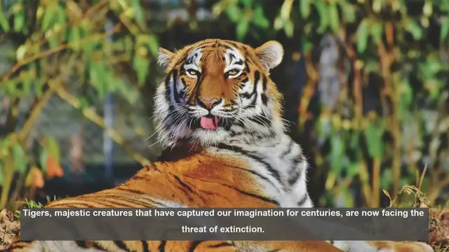 Video thumbnail for 10 Top Tiger Sanctuaries in Asia: Where to See These Endangered Big Cats