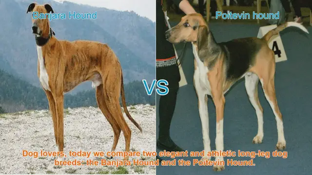 Video thumbnail for Banjara Hound vs. Poitevin Hound: A Comparison of Elegant Long-Leg Dog Breeds