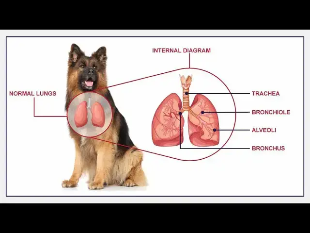 Video thumbnail for All About Ascariasis in Dogs