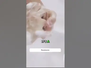 'Video thumbnail for Protecting Ourselves and Our Pups It’s a Team Effort!'