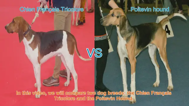 Video thumbnail for Comparing Chien Français Tricolore and Poitevin Hound: A Comprehensive Guide