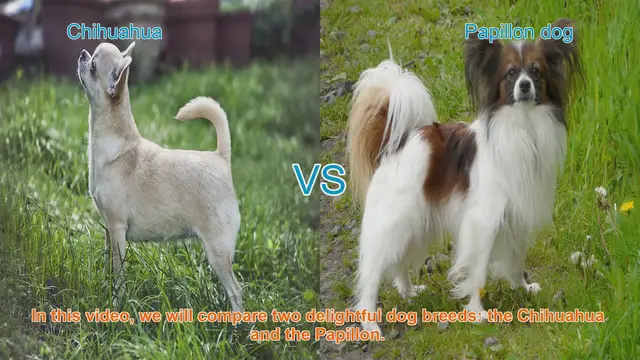 Video thumbnail for Chihuahua vs. Papillon: A Comprehensive Comparison