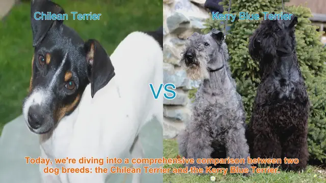 Video thumbnail for Chilean Terrier vs. Kerry Blue Terrier: A Comprehensive Breed Comparison