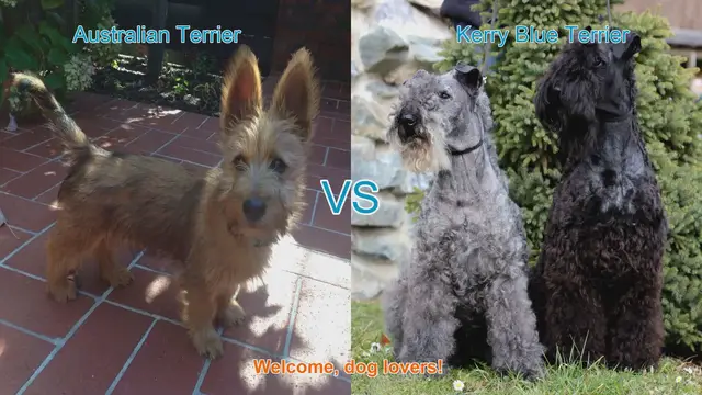 Video thumbnail for Australian Terrier vs. Kerry Blue Terrier: A Comparison of Beloved Dog Breeds