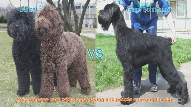 Video thumbnail for Barbet vs. Giant Schnauzer: A Comprehensive Breed Comparison