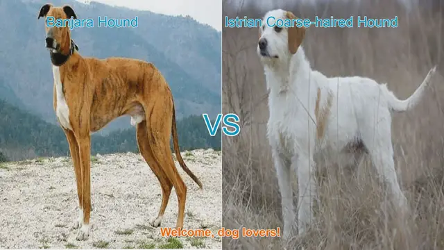 Video thumbnail for Comparing Banjara Hound and Istrian Coarse-haired Hound: A Guide for Dog Lovers