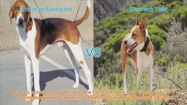 Video thumbnail for American Foxhound vs. Denmark Feist: Choosing the Right Dog Breed for You