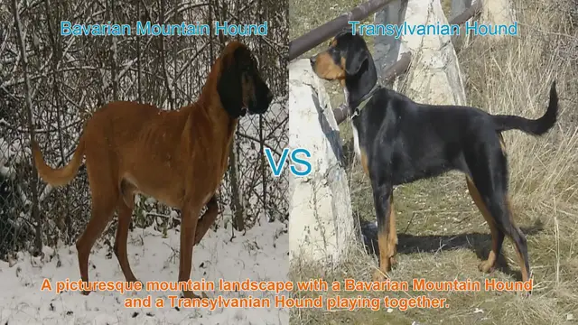 Video thumbnail for Bavarian Mountain Hound vs. Transylvanian Hound: A Breed Comparison