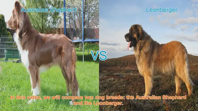 Video thumbnail for Australian Shepherd vs. Leonberger: A Comprehensive Breed Comparison