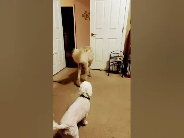 Video thumbnail for Cute dogs I get to watch this weekend