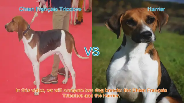 Video thumbnail for Comparing Chien Français Tricolore and Harrier Dog Breeds