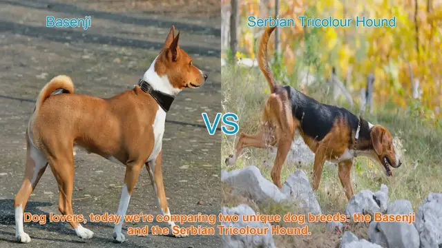 Video thumbnail for Basenji vs. Serbian Tricolour Hound: A Comparison of Unique Dog Breeds