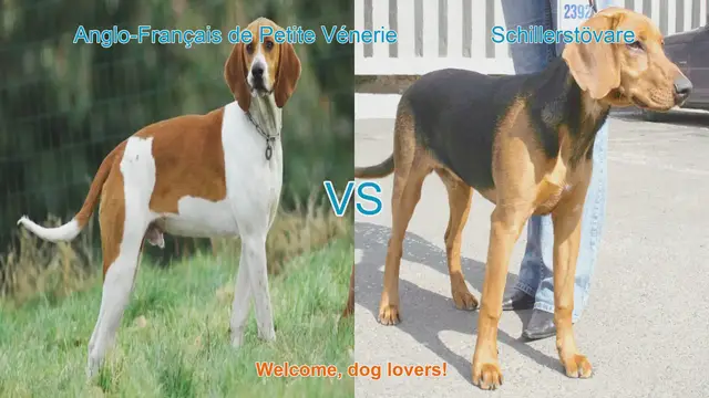 Video thumbnail for Comparing Anglo-Français de Petite Vénerie and Schillerstövare: A Guide for Dog Lovers