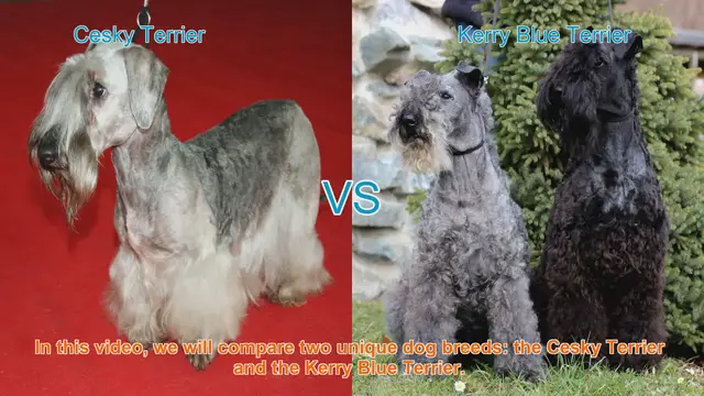 Video thumbnail for Comparing Cesky Terrier and Kerry Blue Terrier: A Guide for Dog Lovers