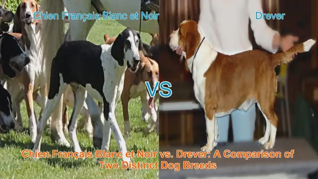 Video thumbnail for Chien Français Blanc et Noir vs. Drever: A Comparison of Two Distinct Dog Breeds