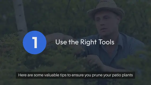Video thumbnail for Tips for Pruning Patio Plants