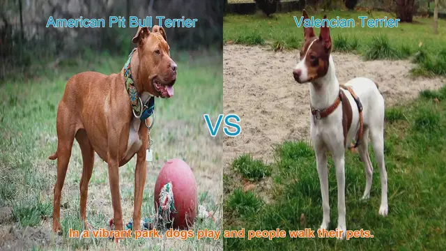 Video thumbnail for American Pit Bull Terrier vs. Valencian Terrier: A Detailed Breed Comparison