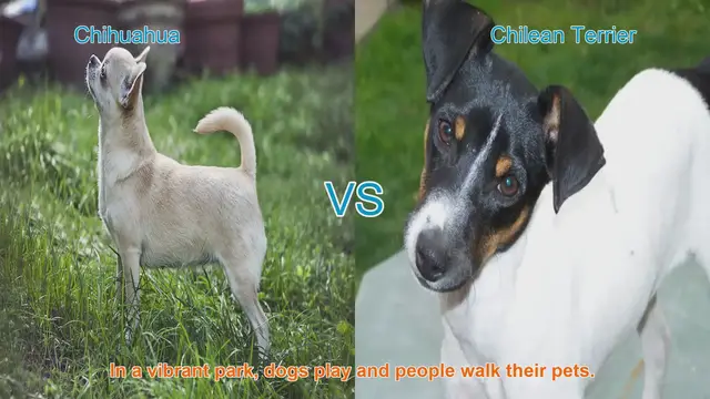Video thumbnail for Chihuahua vs. Chilean Terrier: Choosing Your Perfect Canine Companion