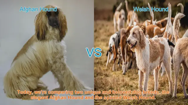 Video thumbnail for Afghan Hound vs. Welsh Hound: A Breed Comparison