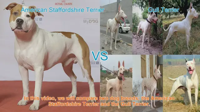 Video thumbnail for American Staffordshire Terrier vs. Gull Terrier: A Breed Comparison