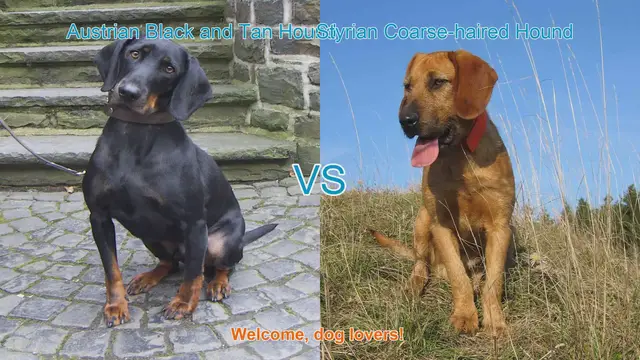 Video thumbnail for Austrian Black and Tan Hound vs. Styrian Coarse-haired Hound: A Comparison