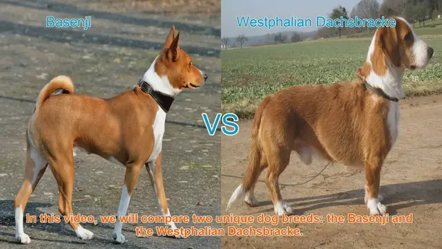 Video thumbnail for Comparing Basenji and Westphalian Dachsbracke: A Guide to Choosing the Right Dog Breed