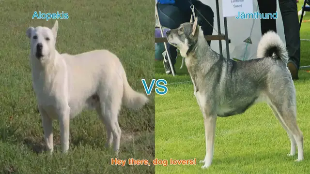 Video thumbnail for Alopekis vs. Jämthund: A Comparison of Unique Dog Breeds