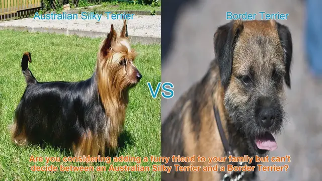 Video thumbnail for Australian Silky Terrier vs. Border Terrier: A Comparison Guide