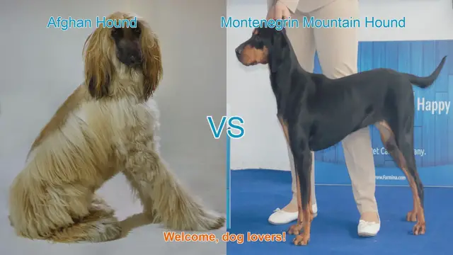 Video thumbnail for Afghan Hound vs. Montenegrin Mountain Hound: A Breed Comparison