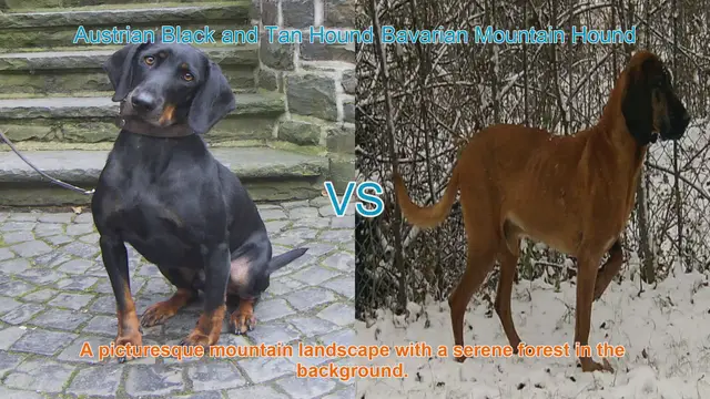 Video thumbnail for Austrian Black and Tan Hound vs. Bavarian Mountain Hound: A Comprehensive Guide
