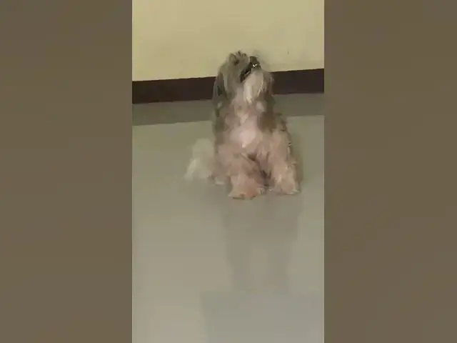 Video thumbnail for Happy Babies