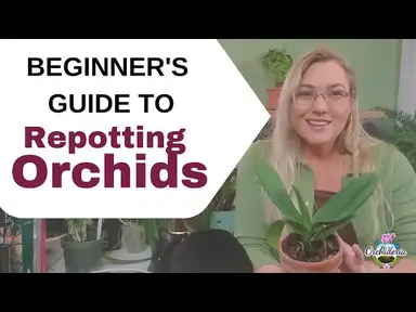 'Video thumbnail for Step by Step Tutorial: How to Repot a Phalaenopsis'