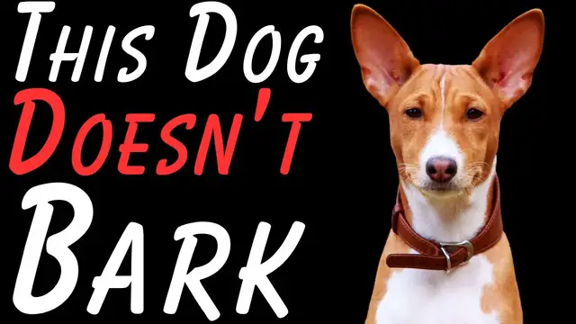 'Video thumbnail for The Worlds Quietest Dog + 50 More Dog Facts'
