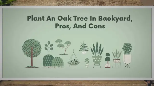 Video thumbnail for The Incredible Benefits and Drawbacks of Planting an Oak Tree in Your Backyard! | SARPO