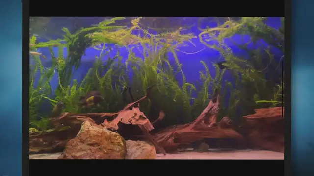 Video thumbnail for How to Create a Thriving Planted Aquarium: A Complete Guide