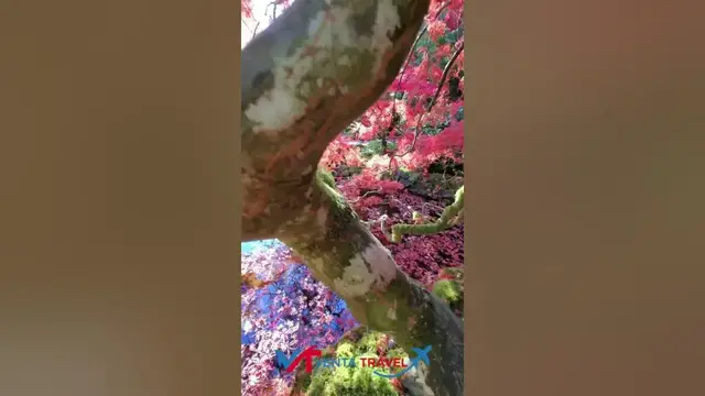 Video thumbnail for A moment of tranquility amongst some beautiful Japanese maple trees