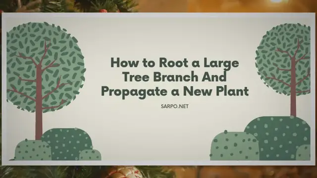 Video thumbnail for How To Root A Large Tree Branch And Propagate A New Plant | SARPO