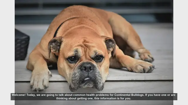 Video thumbnail for Common Health Problems in Continental Bulldogs: What You Need to Know