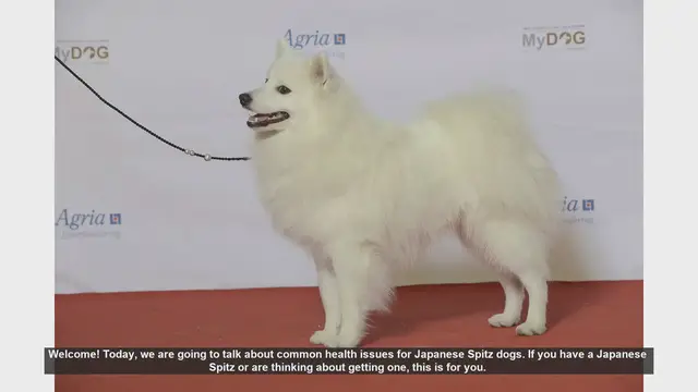 Video thumbnail for Common Health Issues in Japanese Spitz Dogs: What You Need to Know