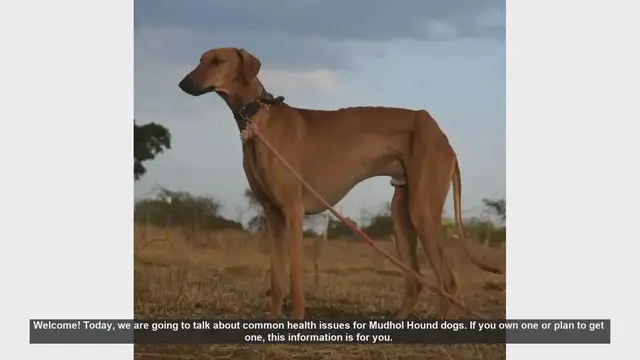 Video thumbnail for Common Health Issues in Mudhol Hound Dogs: What You Need to Know