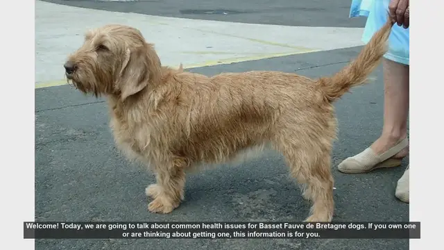 Video thumbnail for Common Health Issues in Basset Fauve de Bretagne Dogs