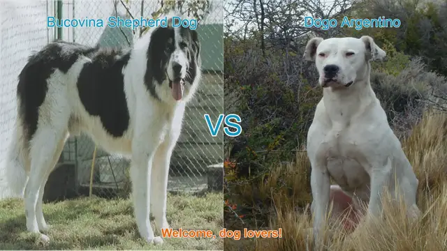 Video thumbnail for Bucovina Shepherd Dog vs. Dogo Argentino: A Comprehensive Comparison