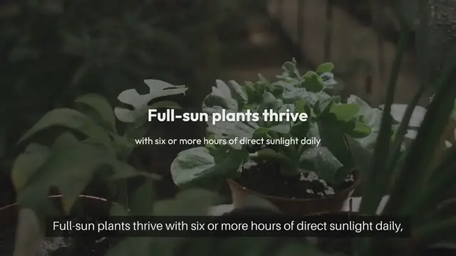 Video thumbnail for Top Outdoor Garden Plants for Full Sun