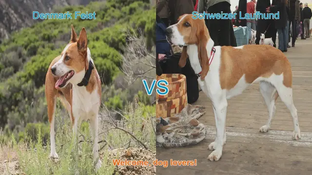 Video thumbnail for Denmark Feist vs. Schweizer Laufhund: A Comparative Guide for Dog Lovers